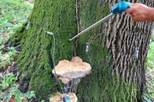 Agronomo a Milano esegue valutazione stabilità alberi