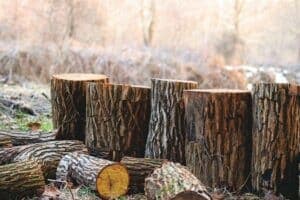 tronchi alberi abbattuti