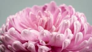 composizioni con peonie