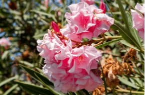miele rododendro benefici