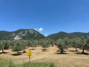 campo di olivi