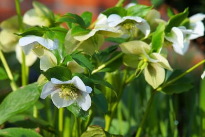rosa di natale