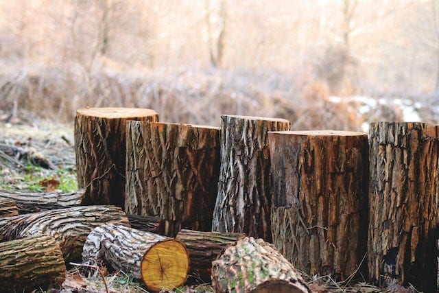 tronchi alberi abbattuti